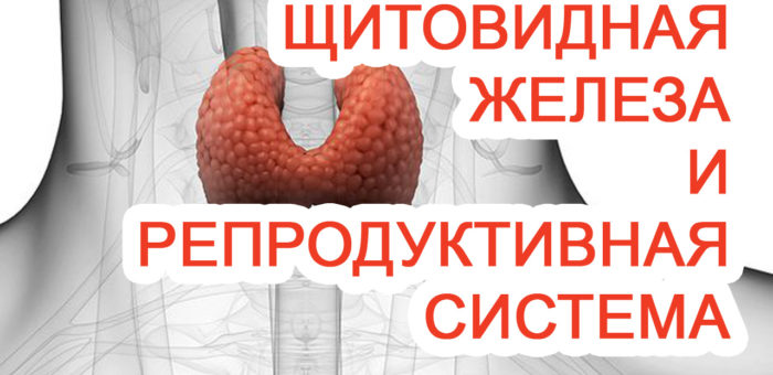 Щитовидная железа и репродуктивная система